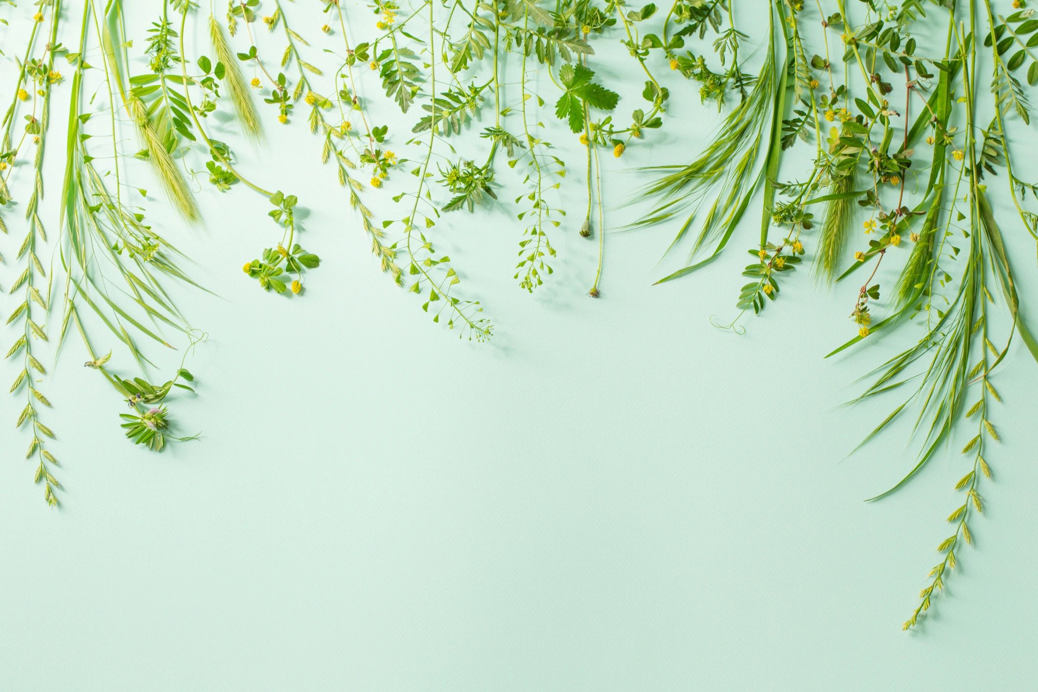 Wild plants on green paper background