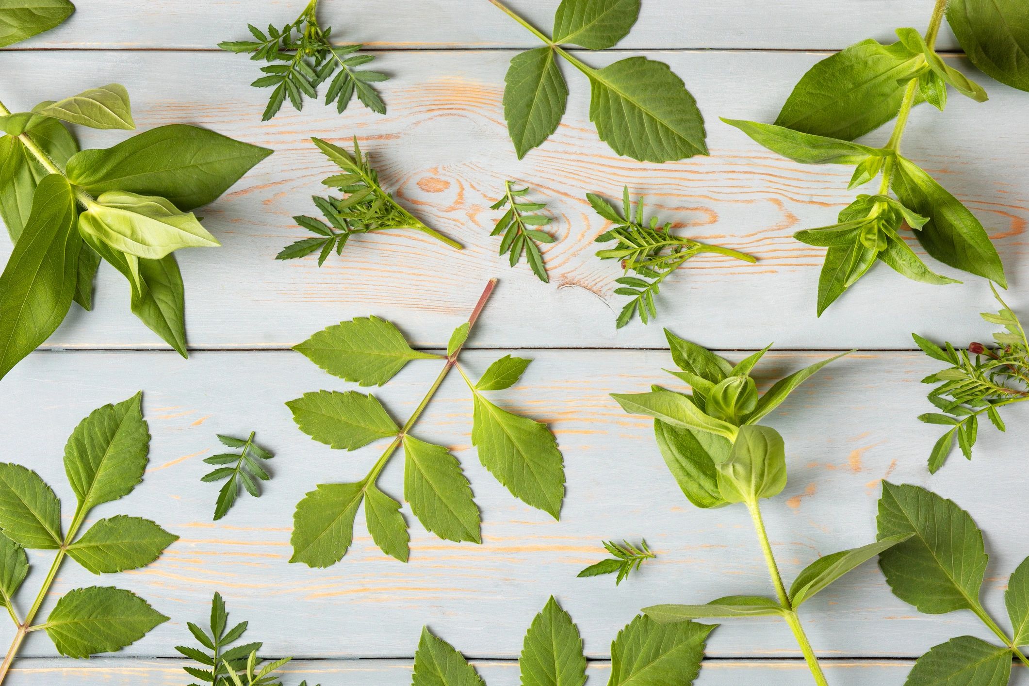 Green leaves on blue wooden background
